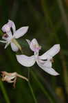 Pale grasspink